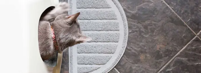 Kitten in een schone kattenbak