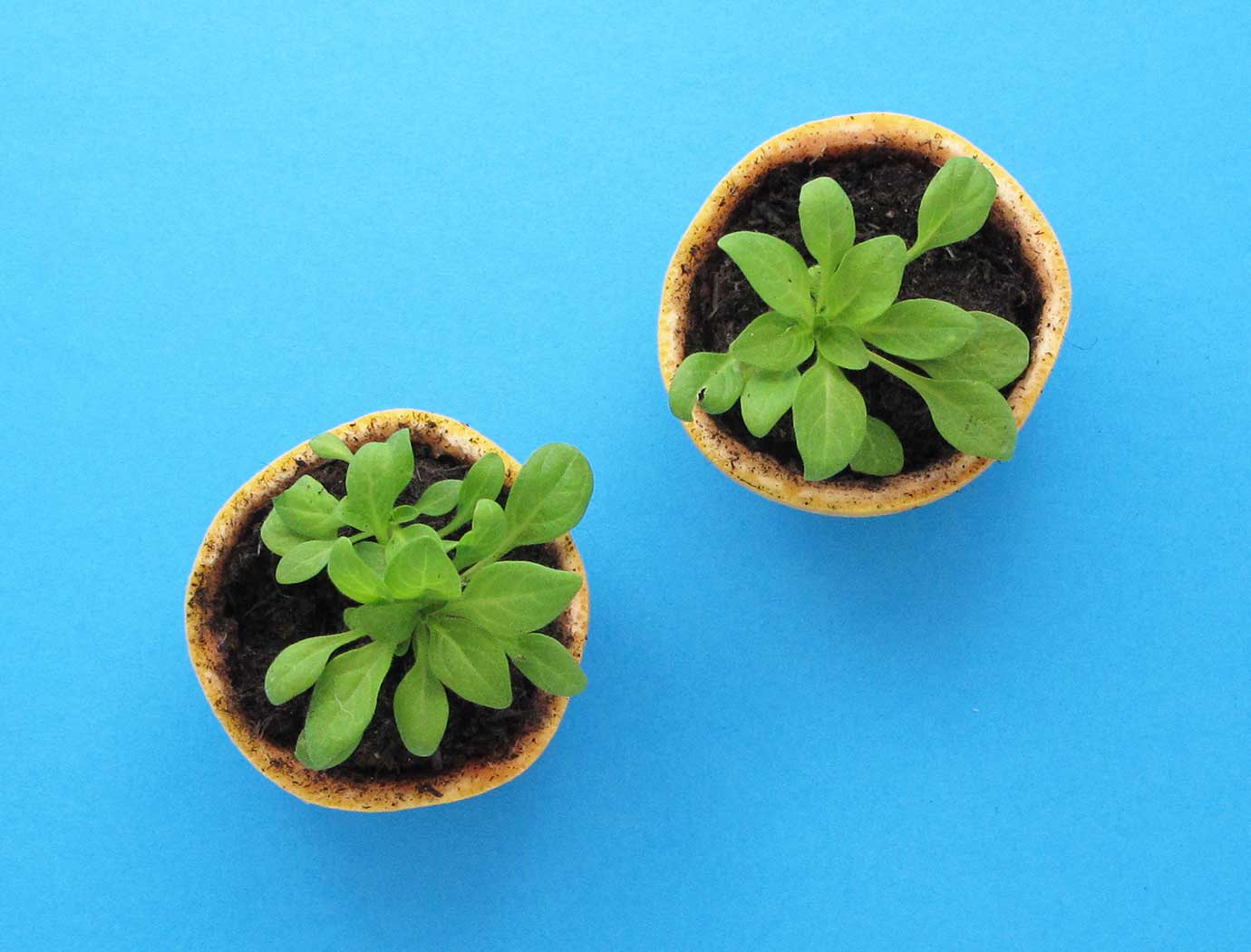 Draaien Verrijken Boren DIY-bloempot |Maak biologisch afbreekbare plantenpotjes - Edet