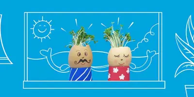 Tuinkers groeien in eierschalen