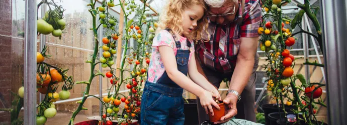 Drie manieren om groene tomaten te laten rijpen