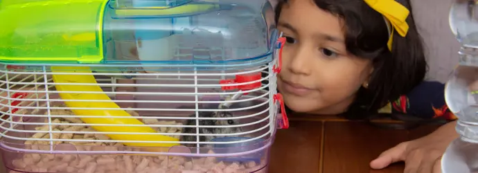 Hoe vaak moet je een hamsterkooi verschonen?