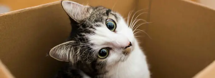 Met je kat verhuizen - zo houd je het stressvrij