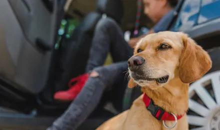 Gele hond zit bij een auto en voorbereidingen om op reis te gaan