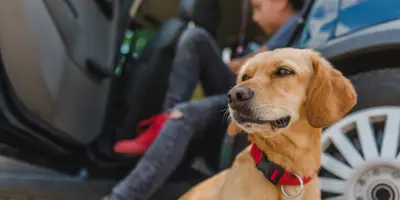 Hond auto