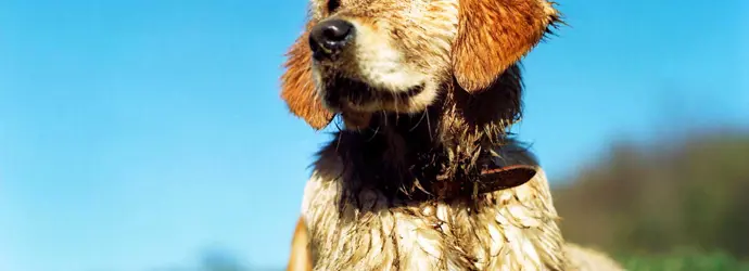 Zo doe je dat: hondenpoten desinfecteren wanneer ze heel modderig zijn