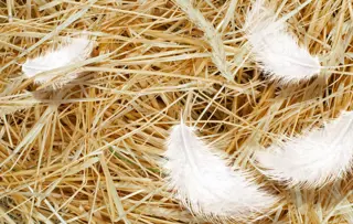 Edet kwaliteit: zacht en natuurlijk sterk