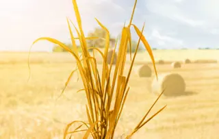 Besparing grondstoffen met strovezels