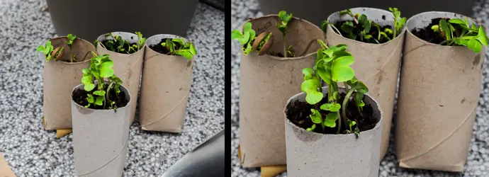 Kweekpotjes van lege Edet-keukenrollen